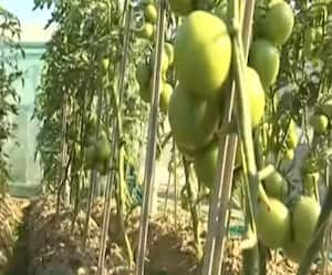 अनोखा अविष्कारः एक ही वक्त में इस पौधे पर लगती हैं दो सब्जियां | Satte Pe Satta