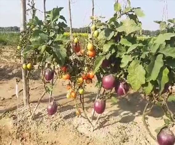 एक पौधे पर टमाटर भी, बैगन भी...आखिर ये हुआ, तो हुआ कैसे? | Varanasi 