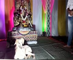 Sangli | वाह रे पठ्ठ्या! शिवभक्तांसोबत श्वानाची 110 किलोमीटर धाव 