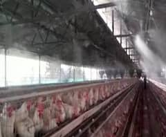 नंदुरबारमध्ये Bird Flu चा संसर्ग वाढला, आणखी चार पोल्ट्रीतील कोंबड्यांना 'बर्ड फ्लू'ची लागण