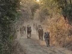 જૂનાગઢઃ જંગલમાં લટાર મારતા સિંહના ટોળાનો આ વીડિયો જોઇ તમે થઇ જશો ખુશ