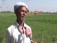 પાટણ: જીરાના પાક પર રોગથી ખેડૂતો પરેશાન