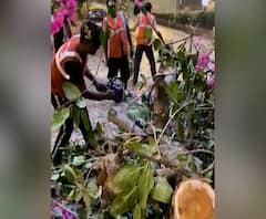 Tree Cutting | गिरगाव चौपाटीजवळील वडाचं झाड कापलं; पालिकेचे कर्मचारी असल्याचा बनाव