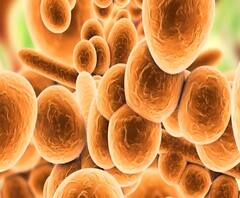 Candida Auris Fungus | कोरोनानंतर कॅंडिडा ऑरिस नावाच्या बुरशीचा धोका जगासमोर, बुरशीमुळे वैज्ञानिक चिंतेत