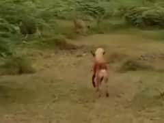 Rajkot: કૂતરું પાછળ પડતા ભાગ્યો સિંહ, વીડિયો સોશિયલ મીડિયામાં વાયરલ