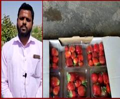 Strawberry Farming | महाबळेश्वर नव्हे, बारामतीत खुललं स्ट्रॉबेरीचं शिवार 