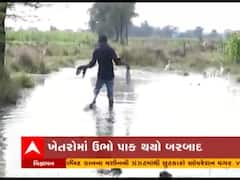 Chhota Udepur માં નર્મદાની કેનાલ ઓવરફ્લો થતા ખેતરોમાં ઉભો પાક થયો બરબાદ