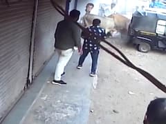 Valsad માં રસ્તે રખડતા ઢોરનો આતંક, ઢોરના ટોળાએ એક વ્યક્તિને લીધો અડફેટે