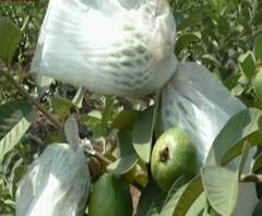 पारनेरच्या शेतकऱ्यानं पेरू लागवडीतून लाखोंचं उत्पन्न कमावलं, 10 एकरात 8500 झाडांची लागवड