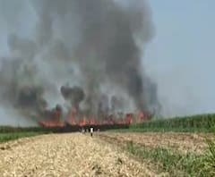 Sugarcane Farm Fire | सांगलीच्या कामेरी गावात ऊसाच्या फडाला आग; दीड ते दोन किलोमीटरवरील ऊस जळून खाक