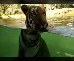 Shakti Tiger Swimming | राणीच्या बागेत साडेतीन वर्षाच्या शक्ती वाघाचा मुक्त संचार