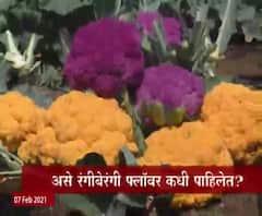 Colorful Cauliflower Farming| रंगीबेरंगी प्लॉवर कधी पाहिलेत का?रंगीत प्लॉवर उत्पादनाचा यशस्वी प्रयोग