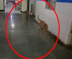 Nagpur News | नागपुरात हॉस्पिटलमध्ये रुग्णांभोवती कुत्र्याचा वावर, दोषींवर कारवाईचं आश्वासन
