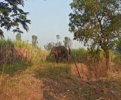 सेनापती कापशी गावात हत्तीचा धुमाकूळ, हत्ती आढळून आल्यानं नागरिकांमध्ये भीतीचं वातावरण