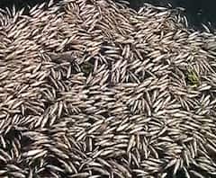 Kolhapur | Panchganga नदीत पुन्हा लाखो माशांचा मृत्यू; स्वाभिमानी शेतकरी संघटनेकडून आंदोलन