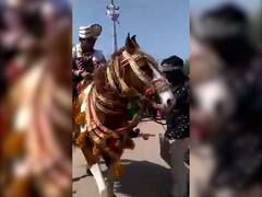 Patan: વરરાજાને લઇને ઘોડો દોડ્યો, વરરાજાને બચાવવા લોકો પણ પાછળ દોડ્યા પણ..