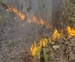 Uttarakhand: हल्द्वानी के जंगलों में लगी भीषण आग, वन्य जीवों के जीवन पर खतरा। 