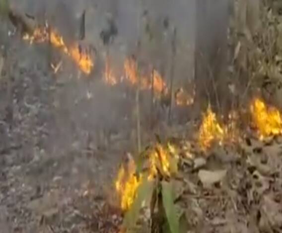 Uttarakhand: हल्द्वानी के जंगलों में लगी भीषण आग, वन्य जीवों के जीवन पर खतरा। 