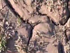 અમદાવાદ: વસ્ત્રાલમાં જંગલી પ્રાણીએ પાલતુ પશુનું મારણ કર્યાની આશંકાને પગલે વનવિભાગ સતર્ક