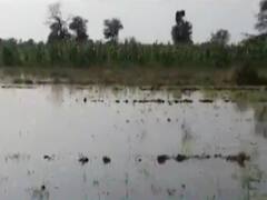 Chhotaudepur: નર્મદા વિભાગની બેદરકારી,  માઈનોર કેનાલ ઓવરફ્લો થતા ખેતરોમાં પાણી ફરી વળ્યા