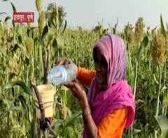 Special Report | एक एकरावरील ज्वारी पक्ष्यांसाठी सोडली,81 वर्षांच्या सरस्वती सोनवणेंना 'माझा'चा सलाम