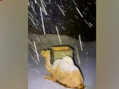 Saudi Arabia : कुदरत का करिश्मा, बर्फ में ढका 'रेगिस्तान का जहाज' 