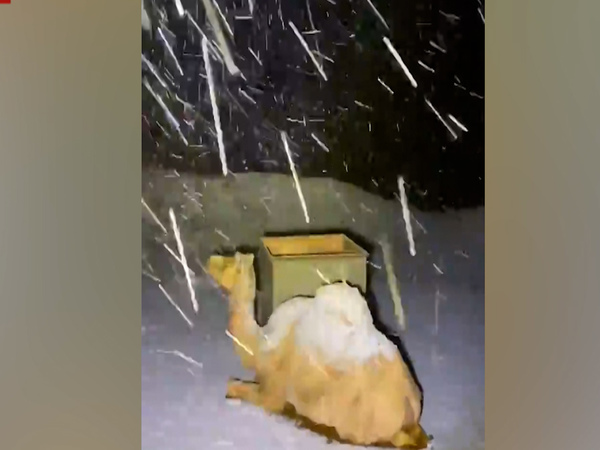 Saudi Arabia : कुदरत का करिश्मा, बर्फ में ढका 'रेगिस्तान का जहाज' 