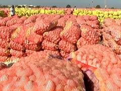 Rajkot:  ડુંગળીના ભાવમાં ઘટાડો થતા ગોંડલ માર્કેટિંગ યાર્ડમાં ખેડૂતોએ હરાજી અટકાવી