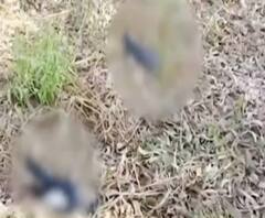 फिर हुई अचानक से पक्षियों की मौत, क्या फिर दस्तक दे रहा है बर्ड फ्लू ? | Mudde Ki Baat 