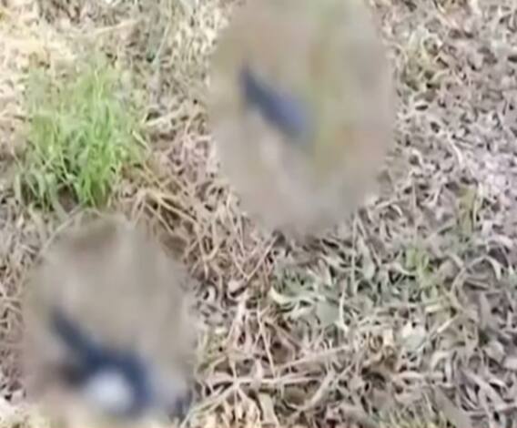 फिर हुई अचानक से पक्षियों की मौत, क्या फिर दस्तक दे रहा है बर्ड फ्लू ? | Mudde Ki Baat 