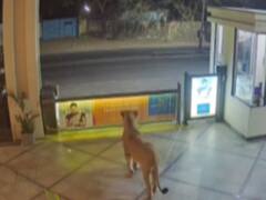 જૂનાગઢઃ ગેટ કૂદીને હોટલમાં ઘૂસ્યો સિહ, જુઓ CCTV