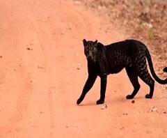 Rural News | ताडोबात पुन्हा काळ्या बिबट्याचं दर्शन | माझं गाव माझा जिल्हा | 4 फेब्रुवारी 2021