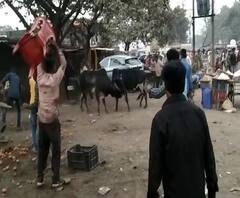 आवारा सांडों से परेशान हैं लोग, खुलेआम सड़कों पर भिड़ रहे, लोगों की जान के लिए भी खतरा | ABP Ganga 