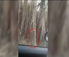 लखीमपुर खीरी में गन्ने के खेत में बाघ से भगदड़, वीडियो वायरल 