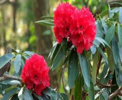 Uttarakhand: पहाड़ों की शान बुरांश के फूल पर खतरा, ग्लोबल वार्मिंग से हुआ ये हाल।