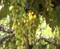 दिल्लीतील शेतकरी आंदोलनामुळे द्राक्ष उत्पादक संकटात,द्राक्ष निर्यात मंदावल्यामुळे शेतकरी चिंतेत