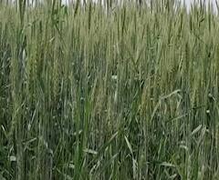 शेती जगत| नांदगावात गहू-हरभरा पिकांची स्पर्धा| गावागावात काय आहे शेतीची परिस्थिती?17 फेब्रुवारी 2021