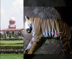 'अवनी'ला ठार करण्याविरोधात सुप्रीम कोर्टात इशारा,2017-18 मध्ये 13जणांची वाघिणीनं शिकार केल्याचा आरोप