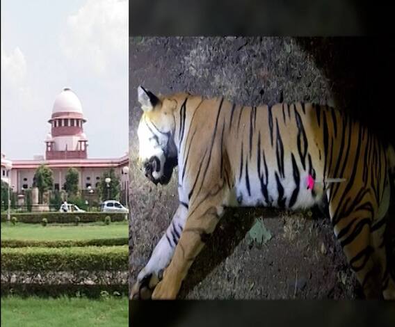 'अवनी'ला ठार करण्याविरोधात सुप्रीम कोर्टात इशारा,2017-18 मध्ये 13जणांची वाघिणीनं शिकार केल्याचा आरोप