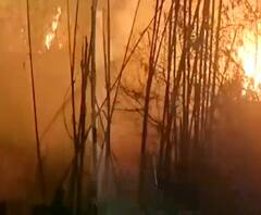 लक्सर के 100 बीघा से ज्यादा जंगल जलकर राख | Uttarakhand Forest Burning 