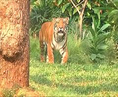 Mumbai Rani Baug | मुंबईकरांची प्रतिक्षा संपली, लॉकडाऊननंतर उद्या राणीबाग पुन्हा खुली होणार