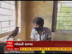 ડાંગનાં લહાનચર્યા ગામે ‘બોલતી કાબરે’ સર્જ્યું કુતુહલ, બાળકો જોડે રોજ શાળામાં આવે છે અને વાતો કરે છે