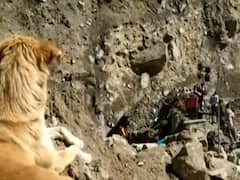 Uttarakhand आपदा में बह गया एक बेजुबान का परिवार, गम में कई दिनों से है भूखा