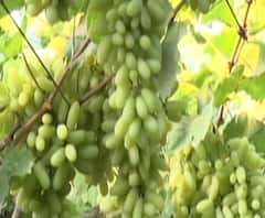 Farmers Protest | शेतकरी आंदोलनामुळे द्राक्ष निर्यातदार दिल्लीत अडकले, उत्पादक शेतकरी संकटात