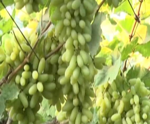 Farmers Protest | शेतकरी आंदोलनामुळे द्राक्ष निर्यातदार दिल्लीत अडकले, उत्पादक शेतकरी संकटात