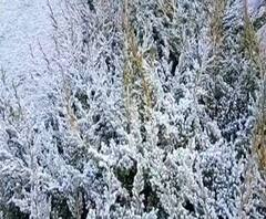 Uttarakhand में पहाड़ से लेकर मैदान तक प्रचंड ठंड ! | @ABPGanga 