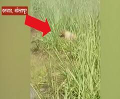 Special Report | शिरोळ तालुक्यात मोकाट कुत्र्यांची दहशत; पालिका पथकाकडून कुत्र्यांची धरपकड