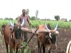 कृषि मंत्रालय का अनुमान, इस साल रिकॉर्ड फसल की उम्मीद