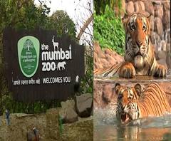 Rani Baug Zoo | राणीची बाग अनलॉक; लॉकडाऊननंतर राणीबागेचं नवं रुप | Special Report