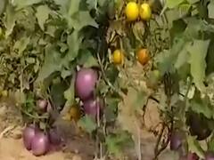 आलू के पौधे में उगाया टमाटर, जानिए इस अनोखी खेती के बारे में